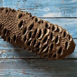 Australian Banksia Pod
